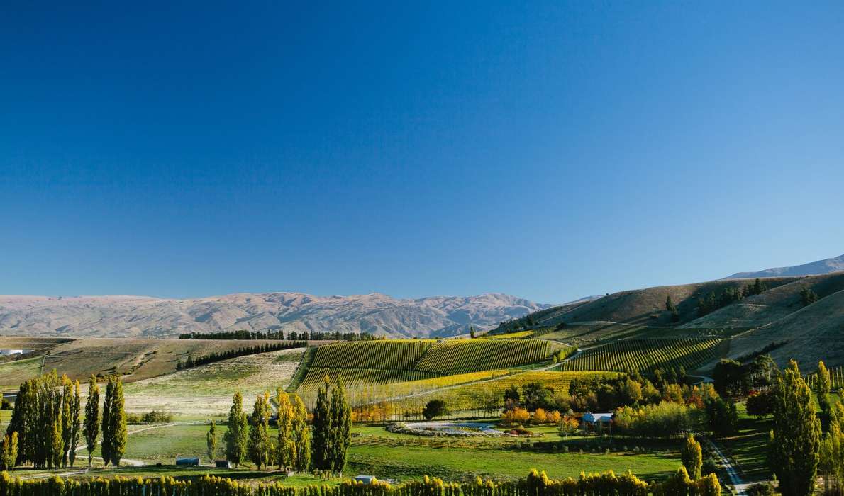 Burn Cottage Vineyard | Central Otago