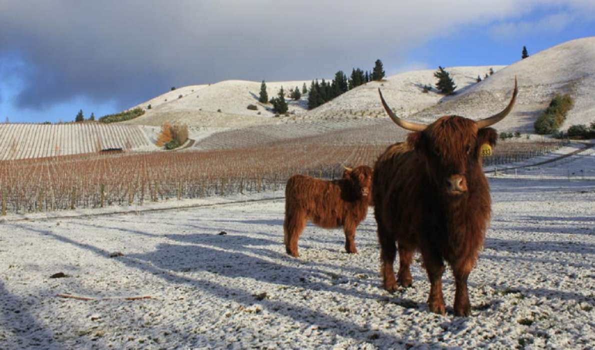 Burn Cottage Vineyard | Central Otago NZ